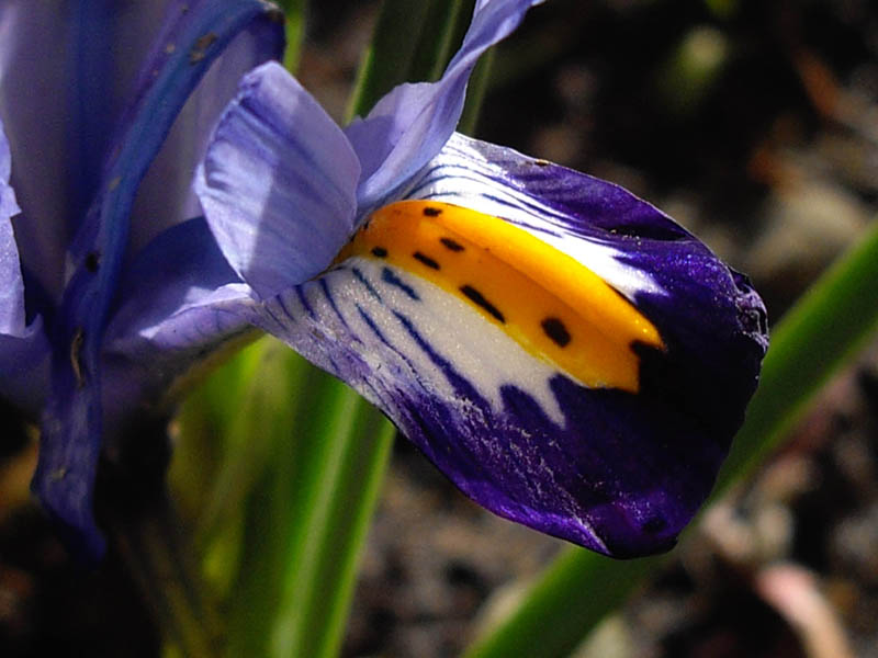 Iris reticulata 'Gordon' photo